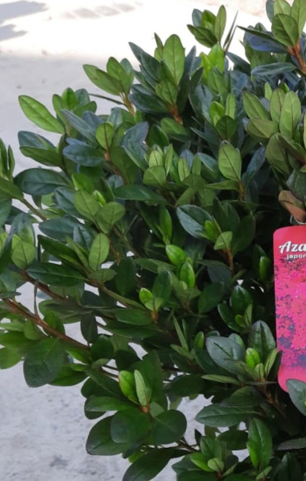 Azalea japonica 'Exelsior'