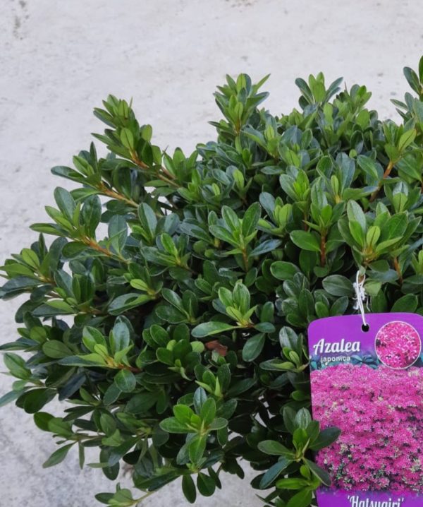 Azalea japonica 'Hatsugiri'