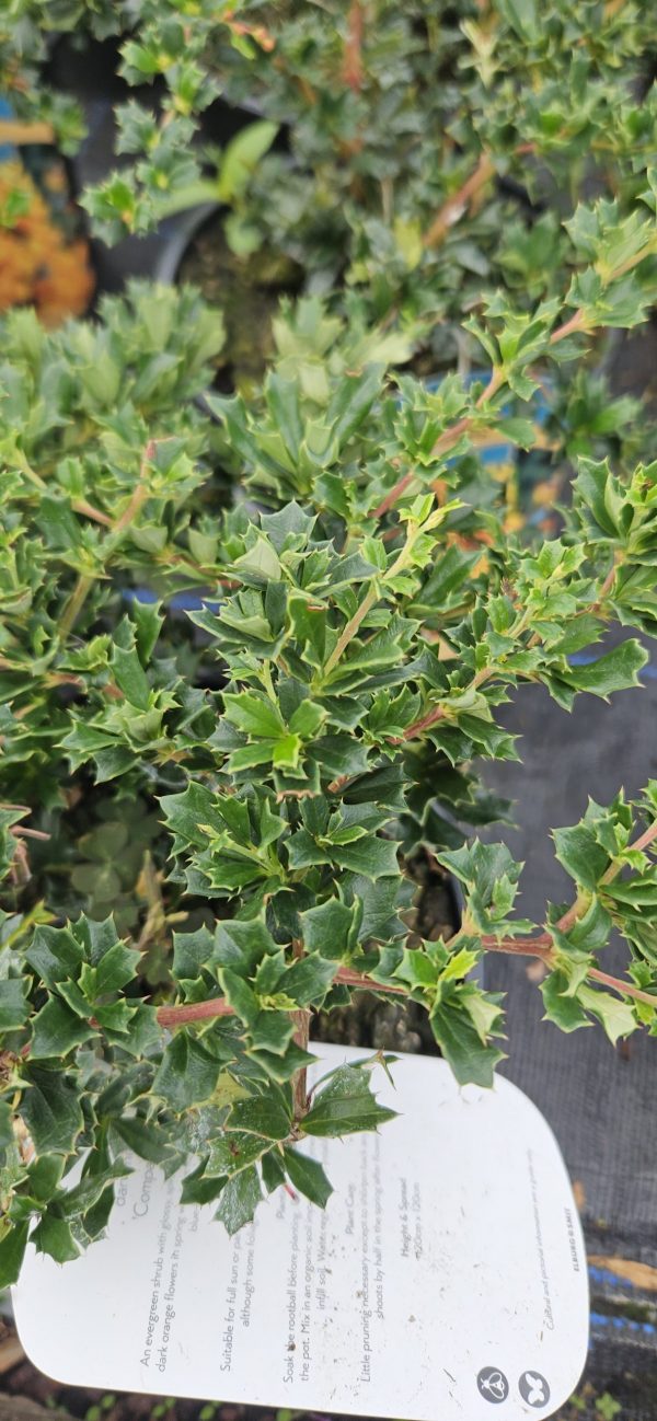 Berberis darwinii 'Compacta'