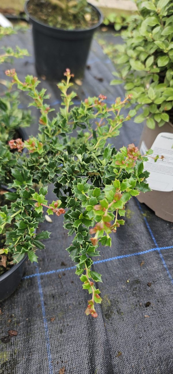 Berberis darwinii 'Compacta'