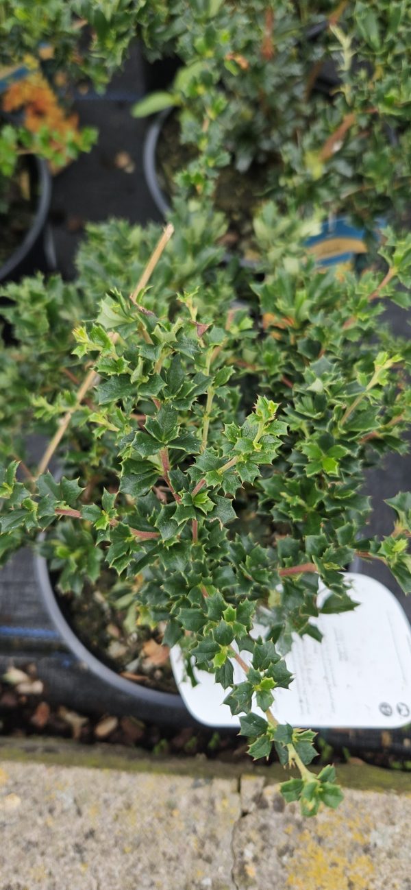 Berberis darwinii 'Compacta'