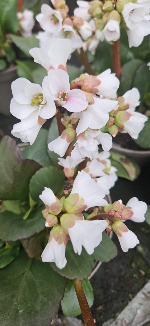 Bergenia 'Fire and Ice' Bergenia 'Fire and Ice'