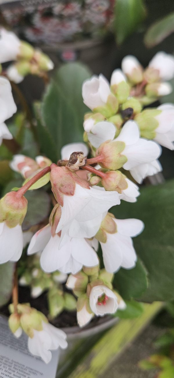 Bergenia 'Fire and Ice'2 Bergenia 'Fire and Ice'
