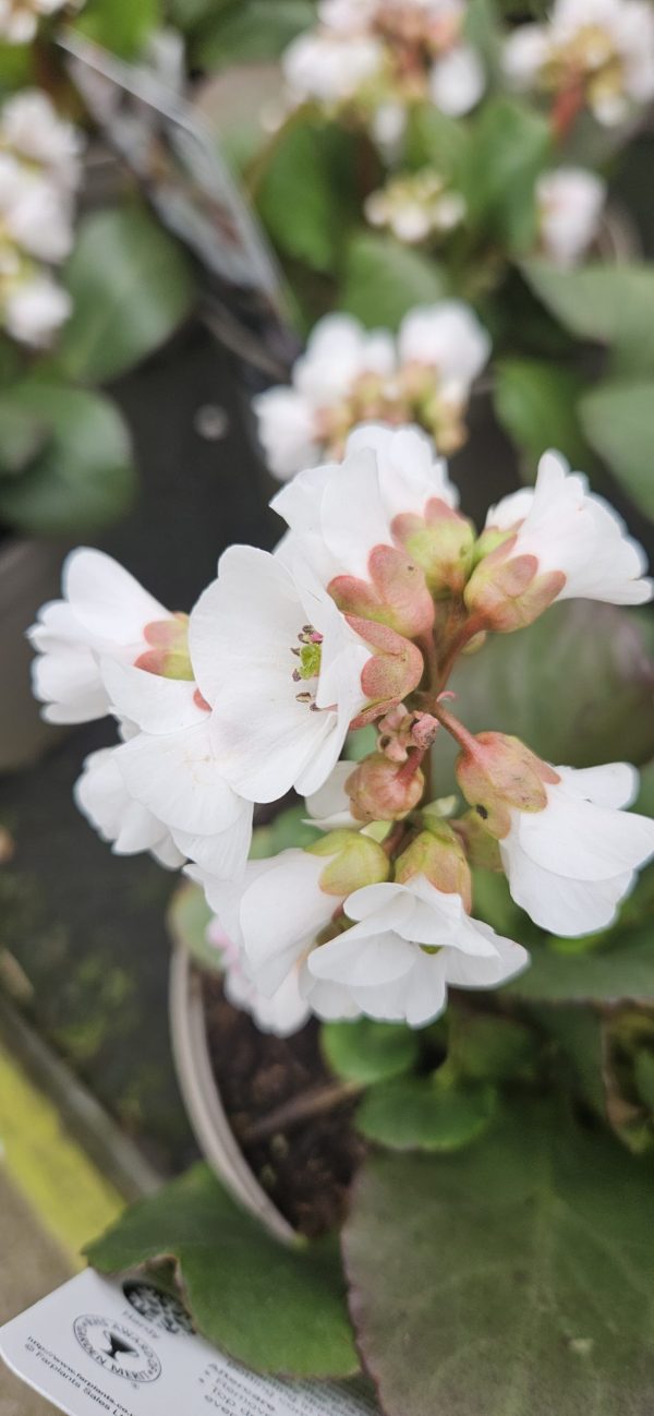 Bergenia 'Fire and Ice'3 Bergenia 'Fire and Ice'
