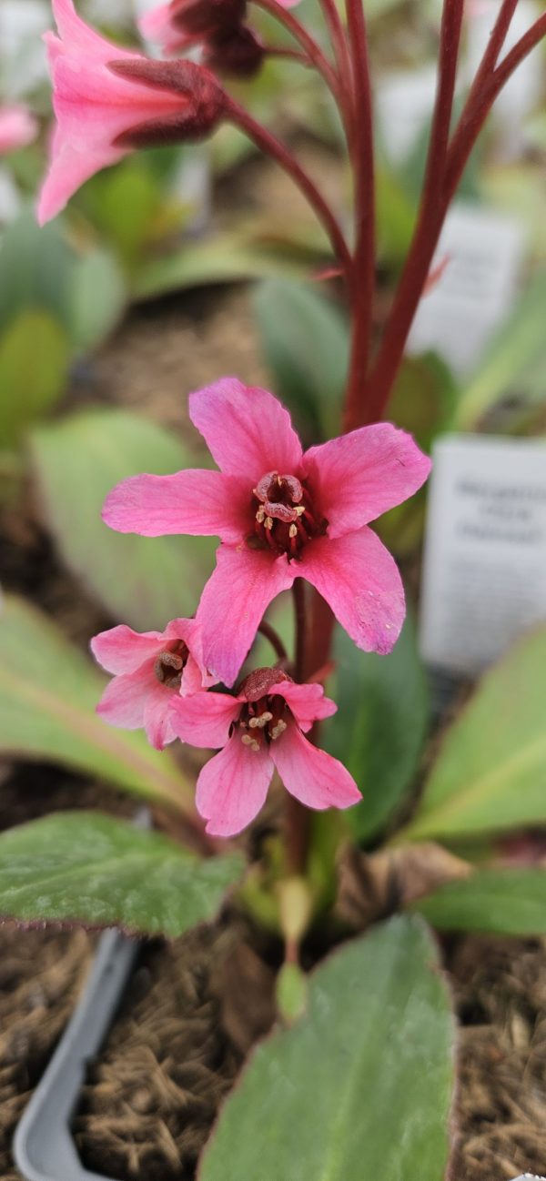 Bergenia cilliata 'Dark Damsel' Bergenia cilliata 'Dark Damsel'