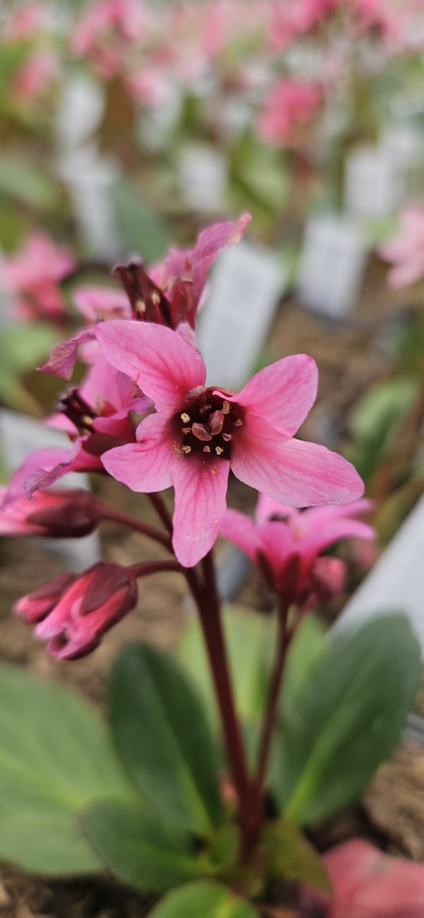 Bergenia cilliata 'Dark Damsel'2 Bergenia cilliata 'Dark Damsel'