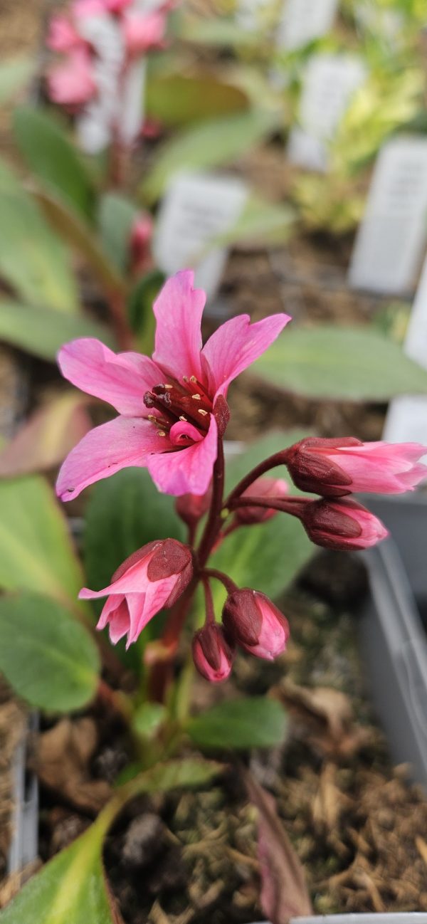 Bergenia cilliata 'Dark Damsel'3 Bergenia cilliata 'Dark Damsel'