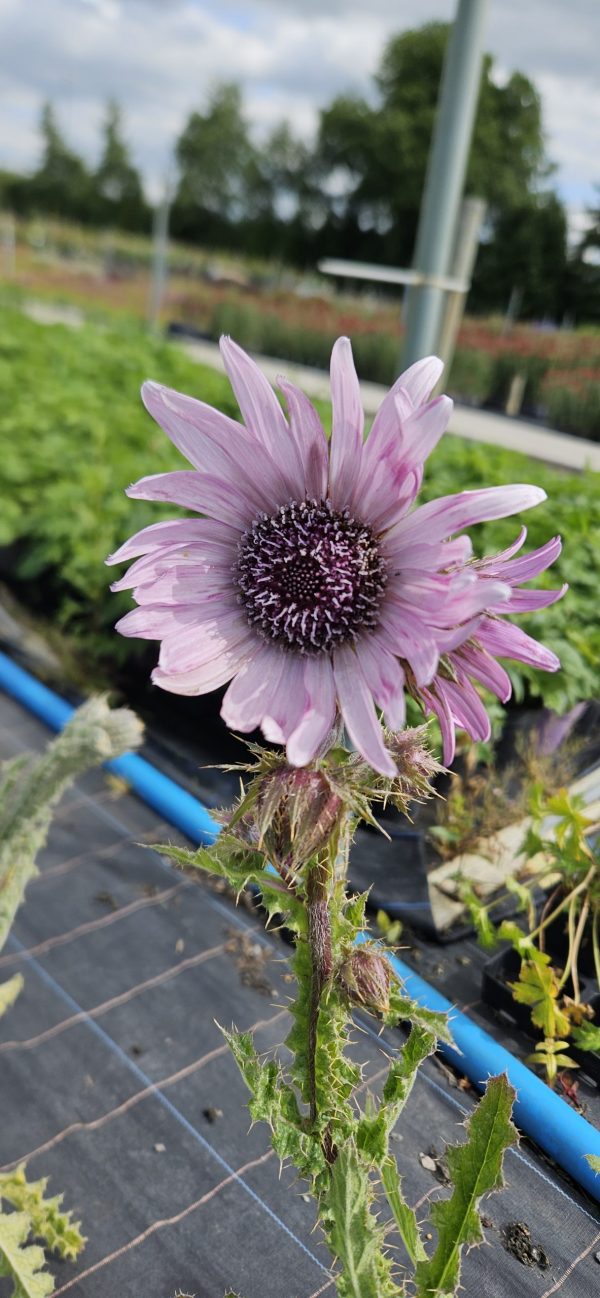 Berkheya purpurea
