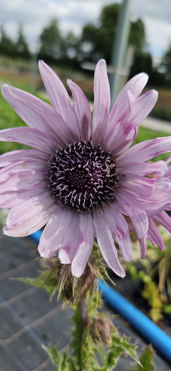 Berkheya purpurea