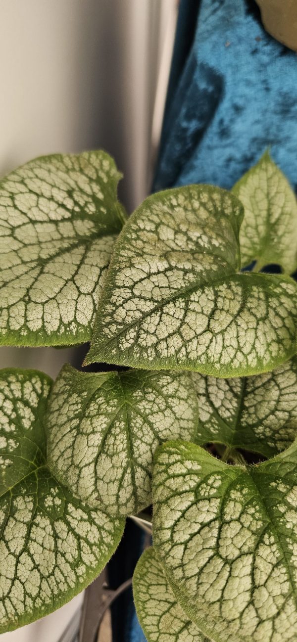 Brunnera macrophylla 'Jack Frost' Brunnera macrophylla 'Jack Frost'