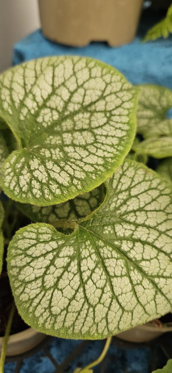 Brunnera macrophylla 'Jack Frost'2 Brunnera macrophylla 'Jack Frost'