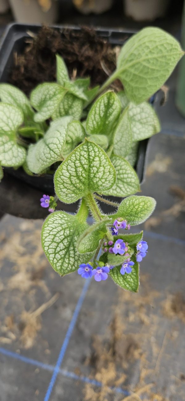 Brunnera macrophylla 'Sea Heart'