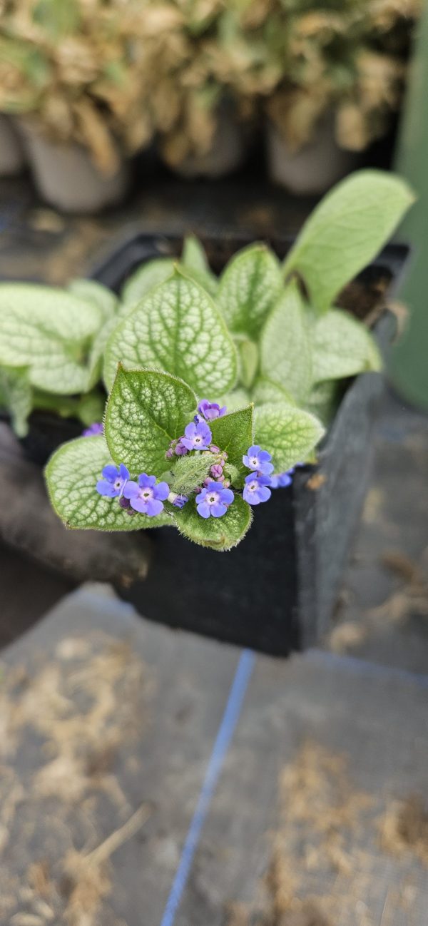 Brunnera macrophylla 'Sea Heart'