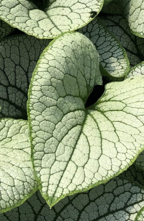 Brunnera macrophylla 'Sterling Silver' Brunnera macrophylla 'Sterling Silver'