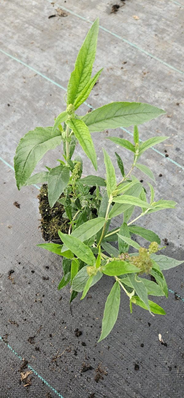 Buddleja Buzz 'Hot Raspberry'