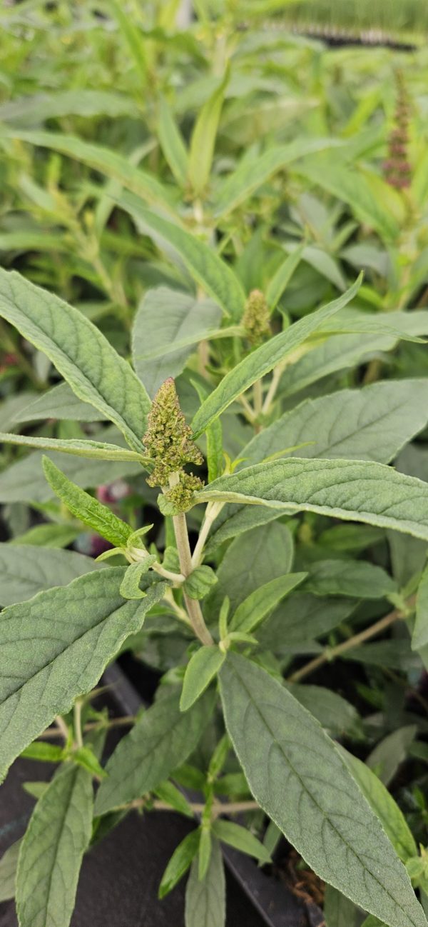 Buddleja Buzz 'Hot Raspberry'