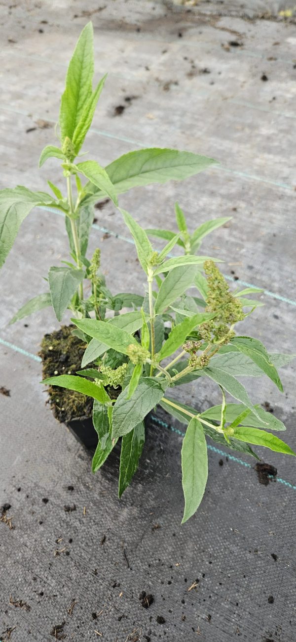 Buddleja Buzz 'Hot Raspberry'