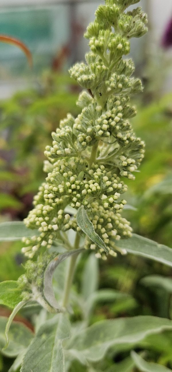 Buddleja Buzz 'Ivory'
