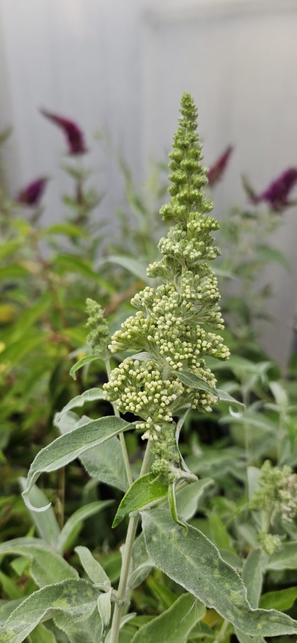 Buddleja Buzz 'Ivory'