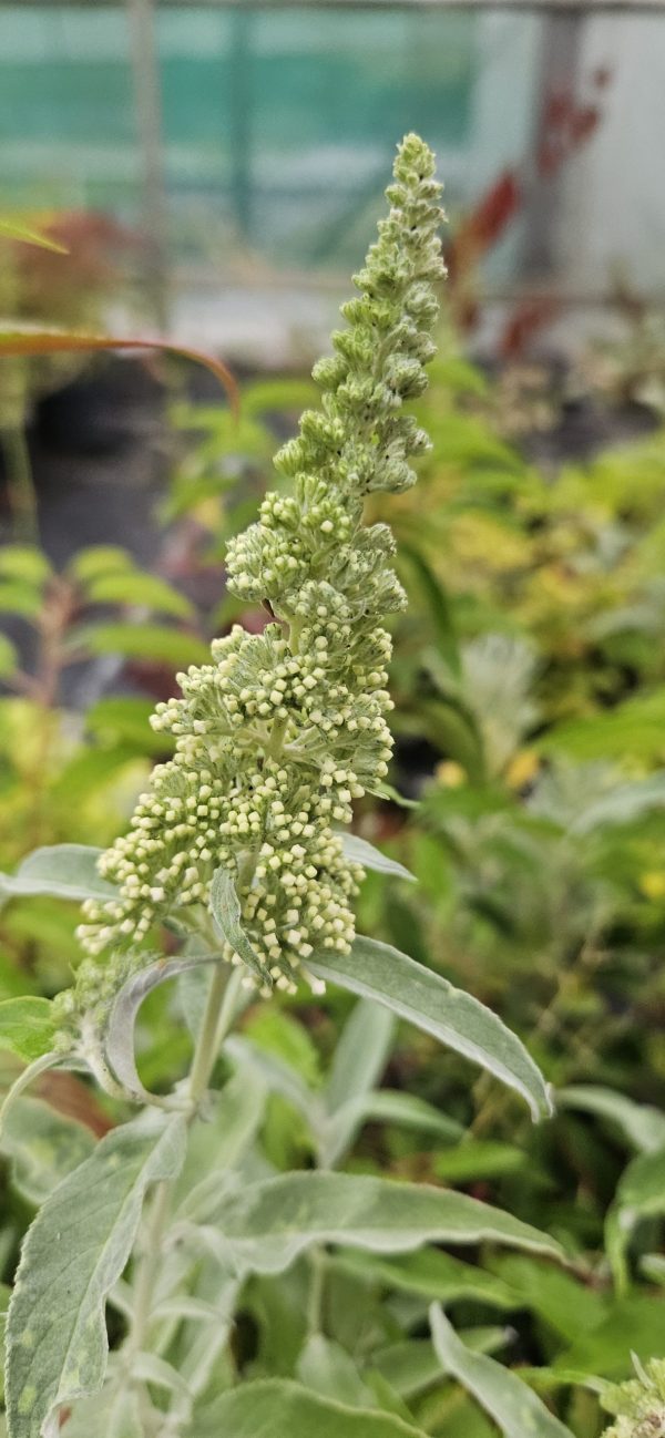 Buddleja Buzz 'Ivory'