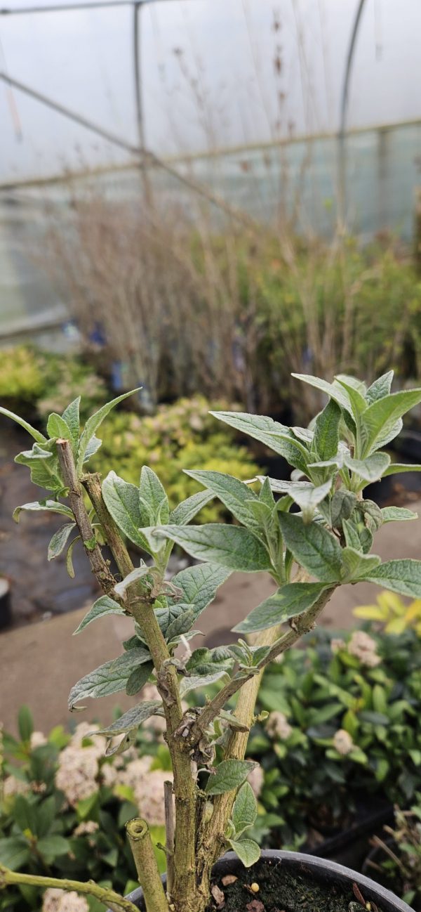 Buddleja Buzz 'Lavender' Buddleja Buzz 'Lavender'