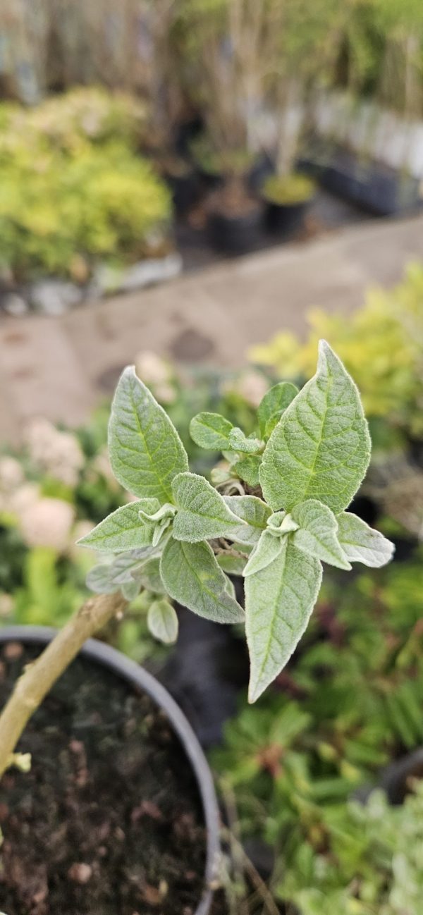 Buddleja Buzz 'Lavender'2 Buddleja Buzz 'Lavender'