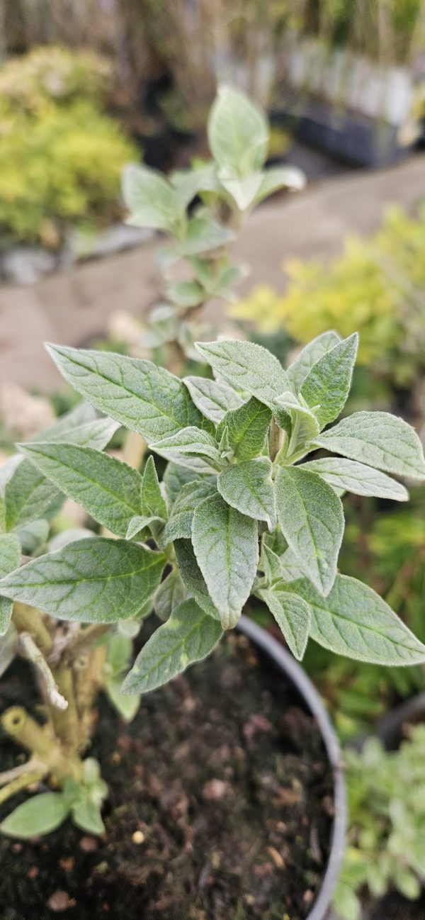 Buddleja Buzz 'Lavender'3 Buddleja Buzz 'Lavender'