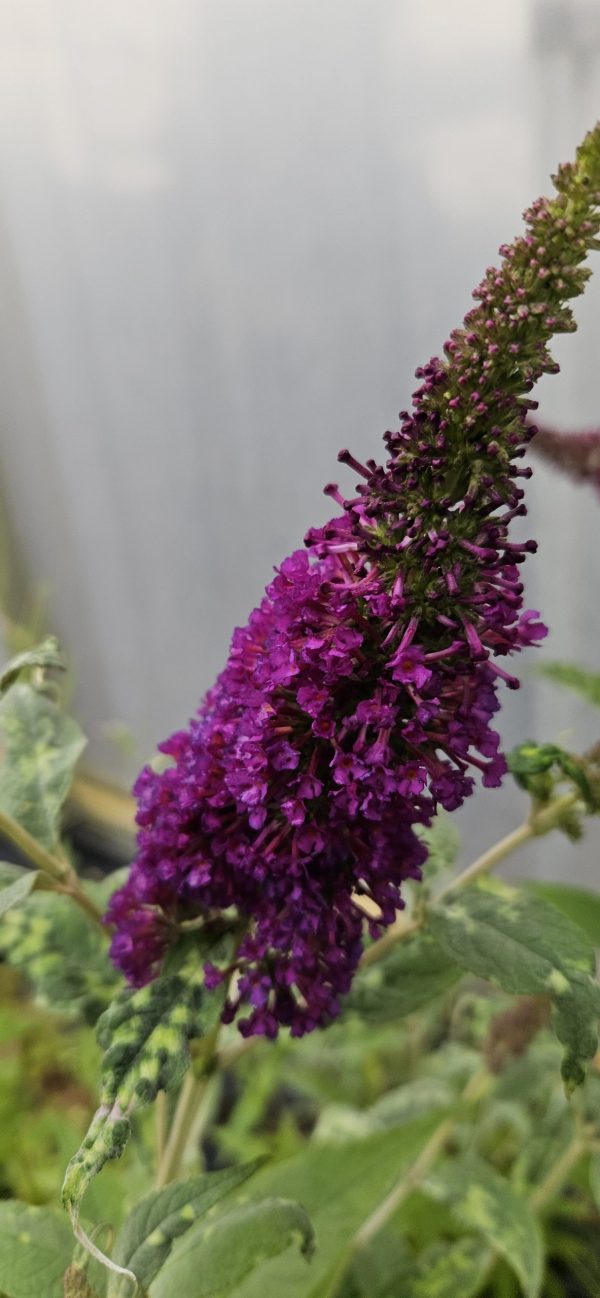 Buddleja Buzz 'Magenta'