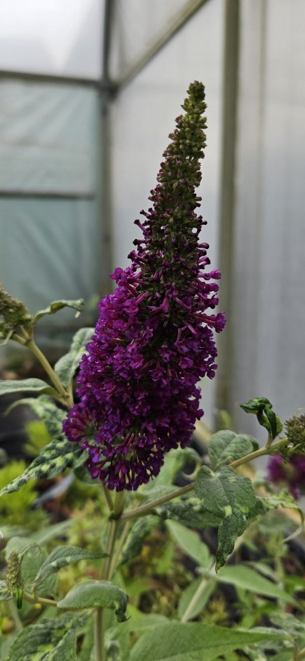Buddleja Buzz 'Magenta'