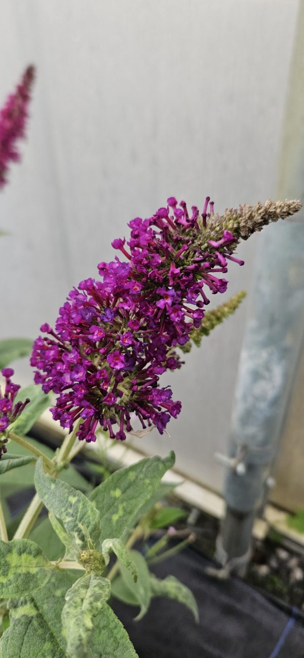 Buddleja Buzz 'Magenta'