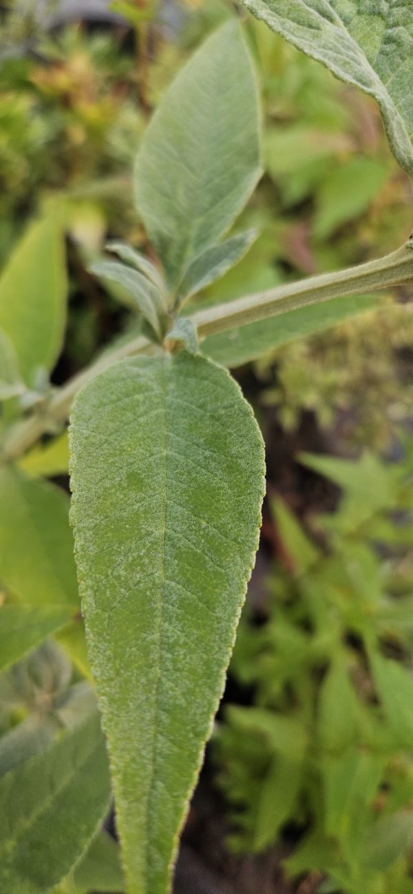 Buddleja Buzz 'Sky Blue'
