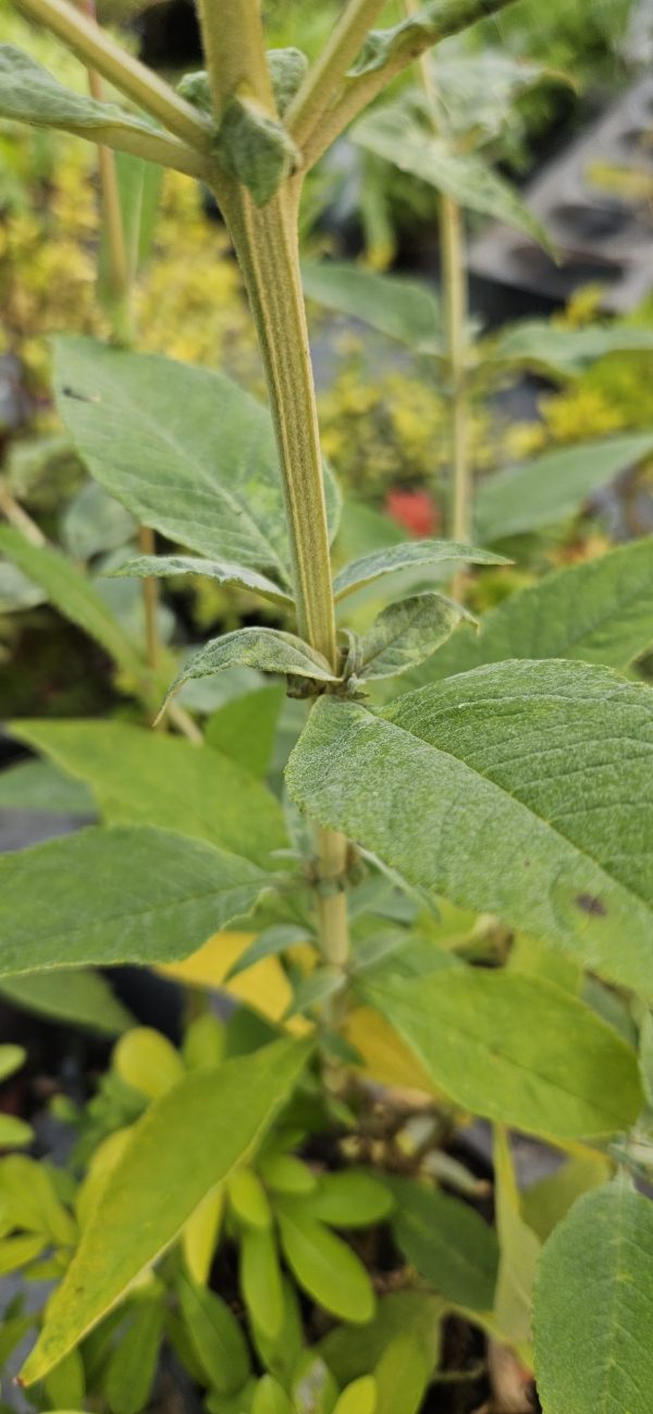 Buddleja Buzz 'Sky Blue'