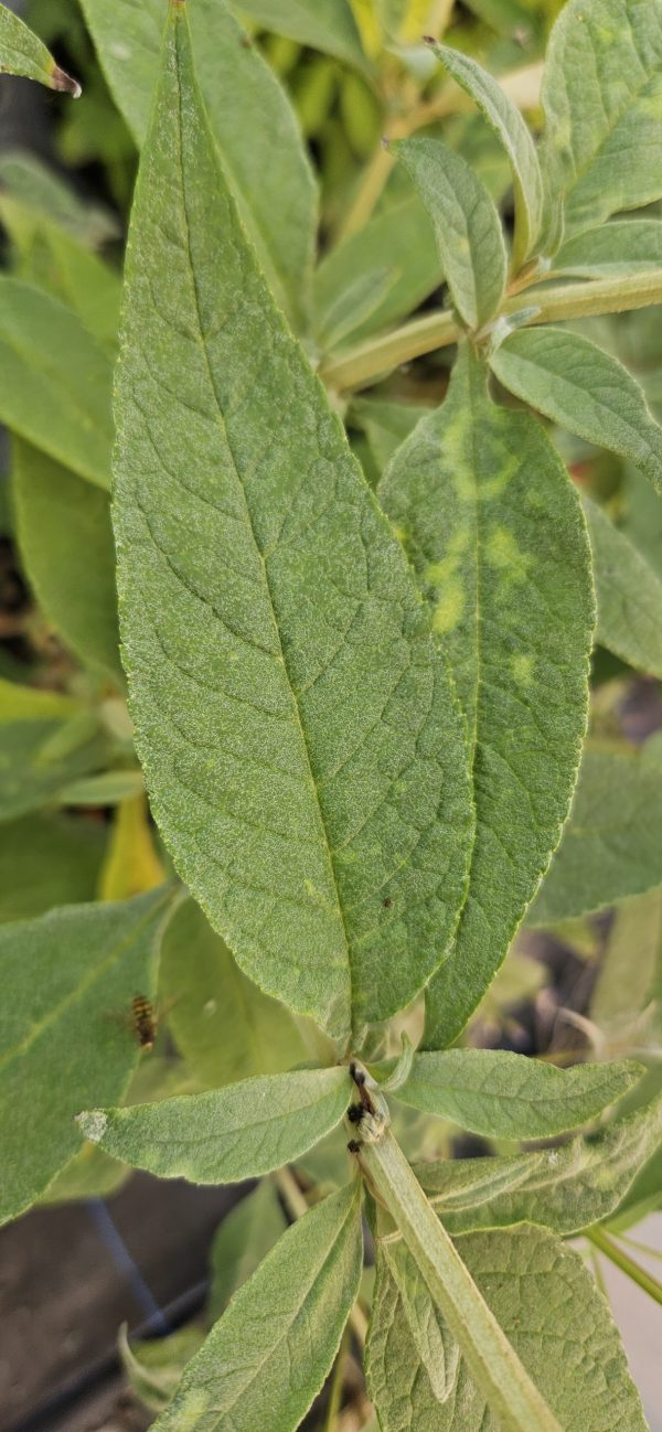 Buddleja Buzz 'Sky Blue'