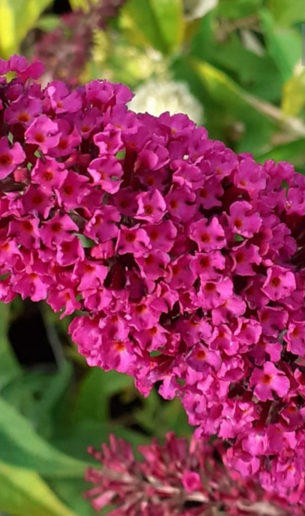 Buddleja Buzz 'Velvet' Buddleja Buzz 'Velvet'