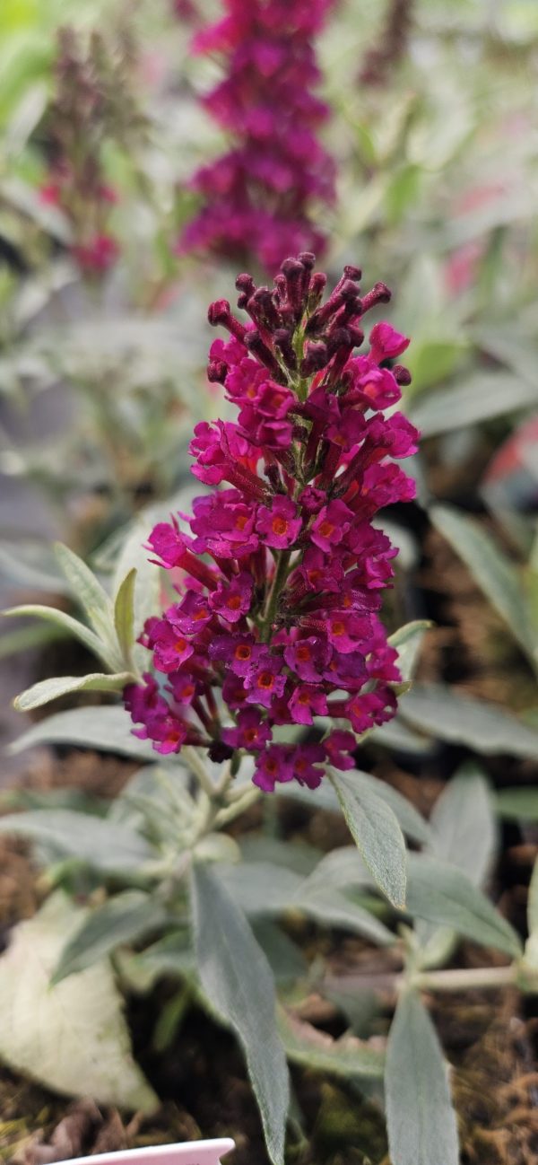 Buddleja 'Buzz Wine' Buddleja 'Buzz Wine'