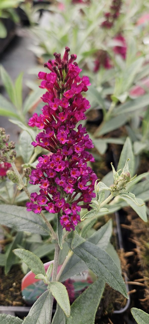 Buddleja 'Buzz Wine'3 Buddleja 'Buzz Wine'