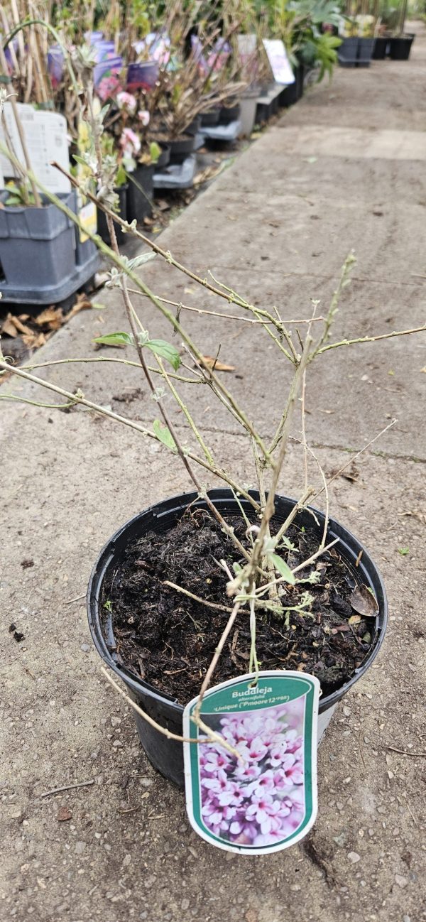 Buddleja alternifolia 'Unique' Buddleja alternifolia 'Unique'