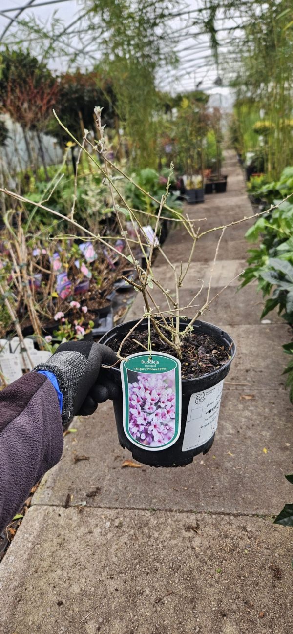 Buddleja alternifolia 'Unique'2 Buddleja alternifolia 'Unique'