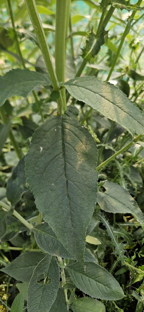 Buddleja davidii 'Black Knight'2 Buddleja davidii 'Black Knight'