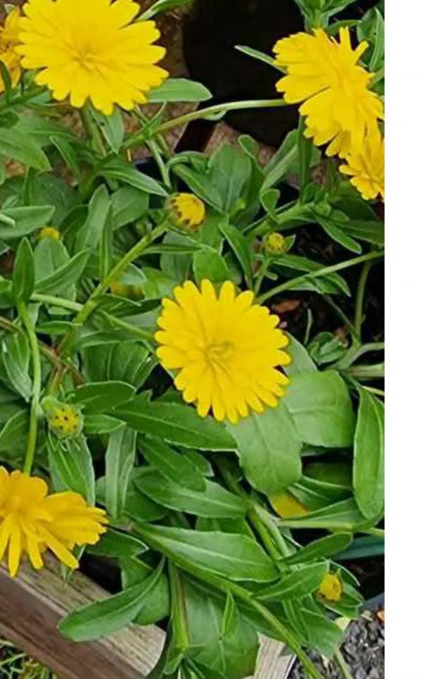 Calendula Power Daisy 'Sunny'