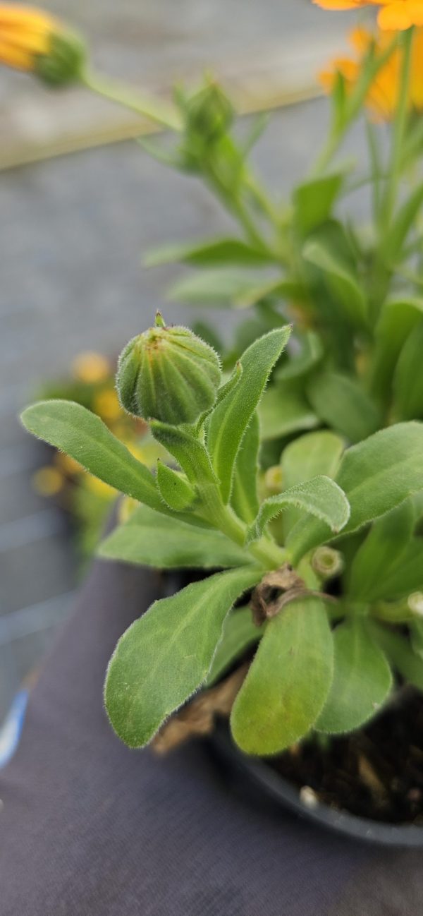 Calendula Power Daisy 'Sunray' Calendula Power Daisy 'Sunray'