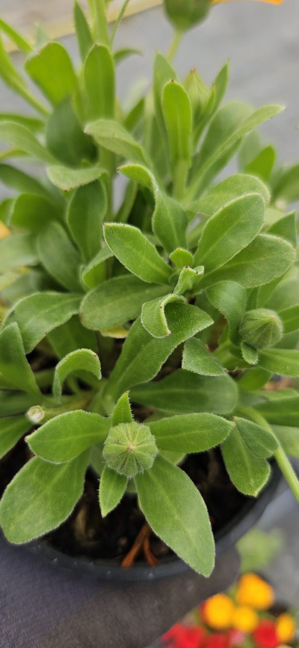 Calendula Power Daisy 'Sunray'2 Calendula Power Daisy 'Sunray'