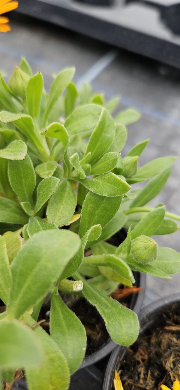 Calendula Power Daisy 'Tango' Calendula Power Daisy 'Tango'