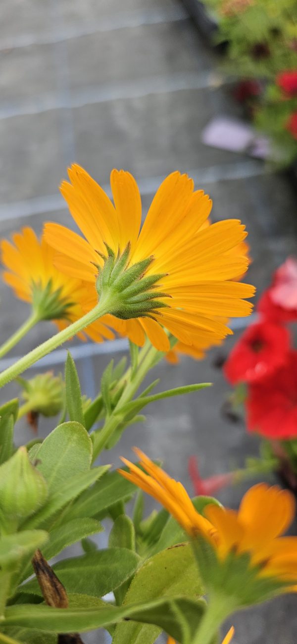 Calendula Power Daisy 'Tango'2 Calendula Power Daisy 'Tango'