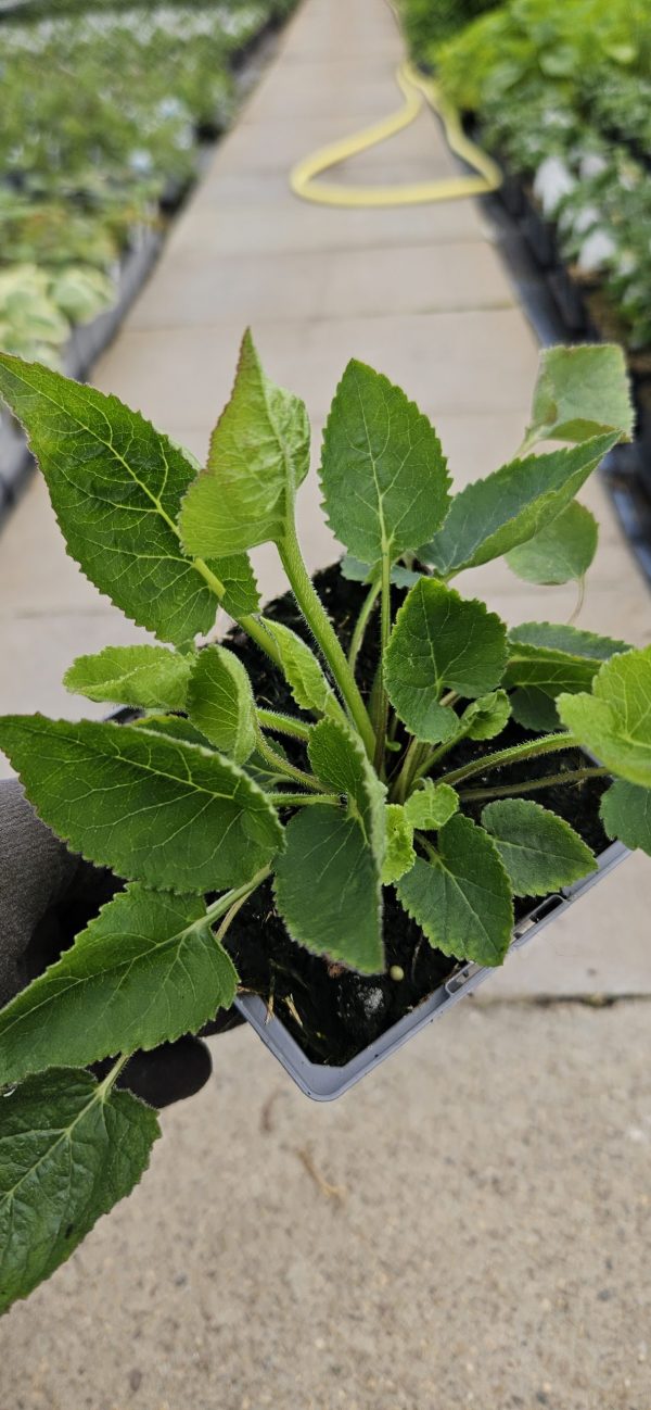 Campanula 'Iridescent Bells'