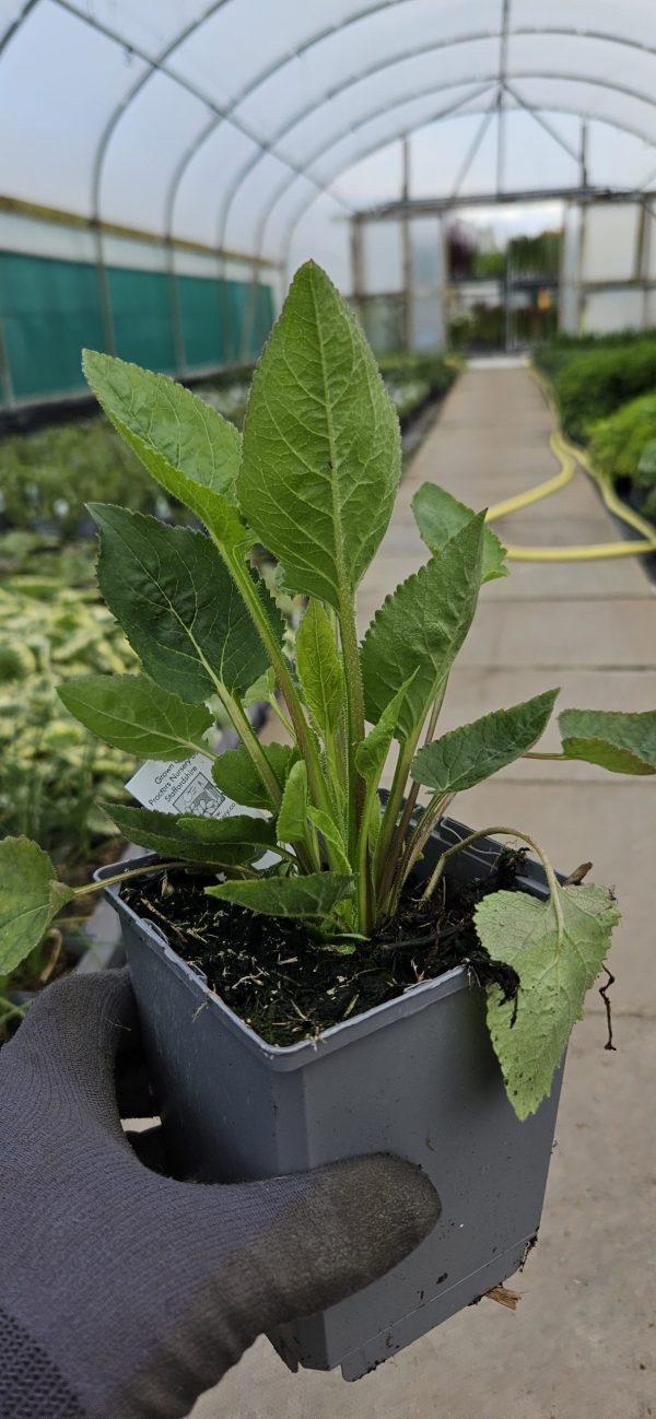 Campanula 'Iridescent Bells'