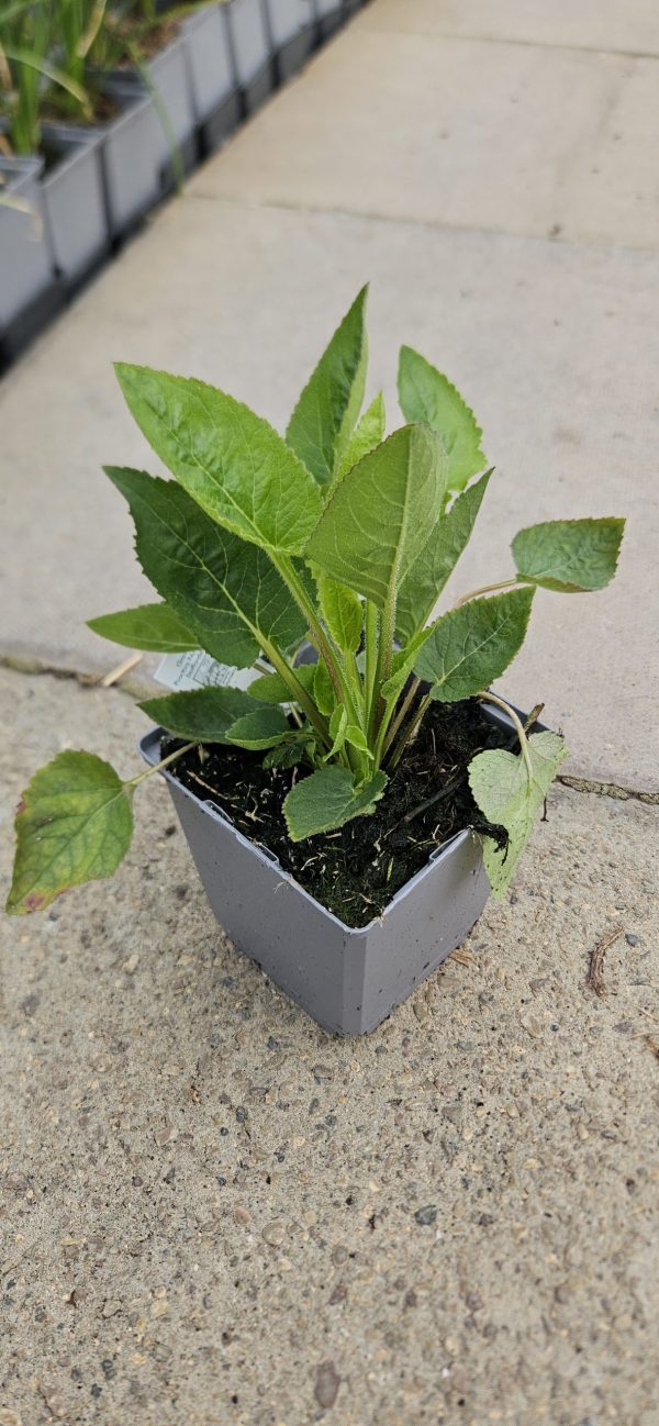 Campanula 'Iridescent Bells'