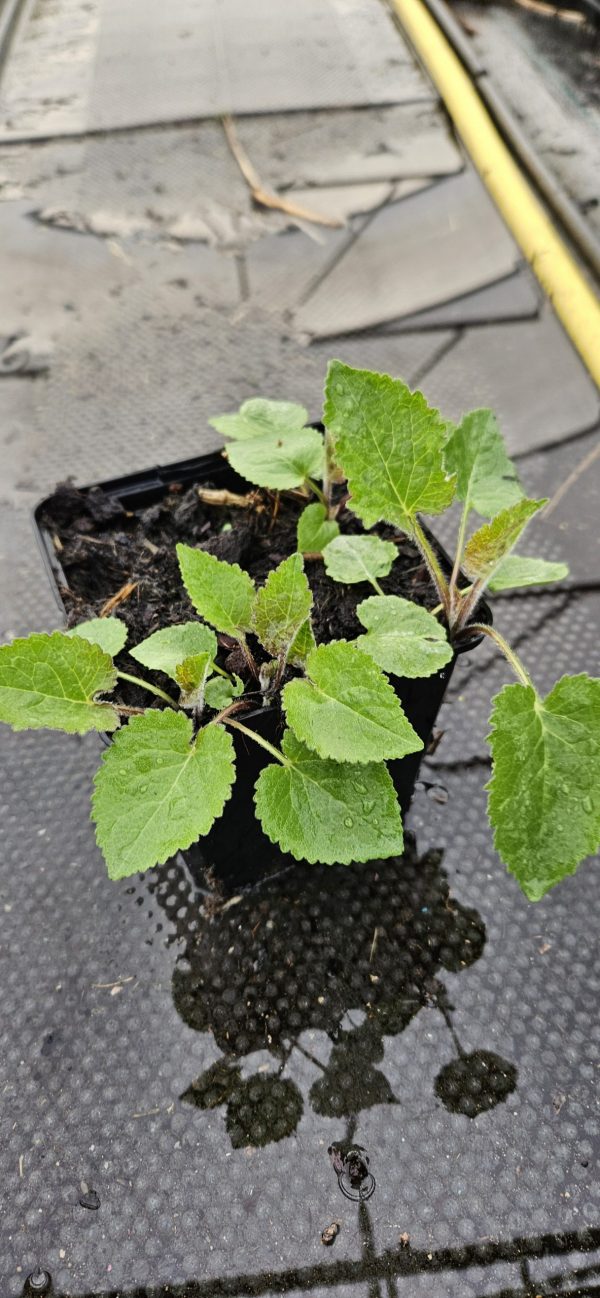 Campanula 'Sarastro'