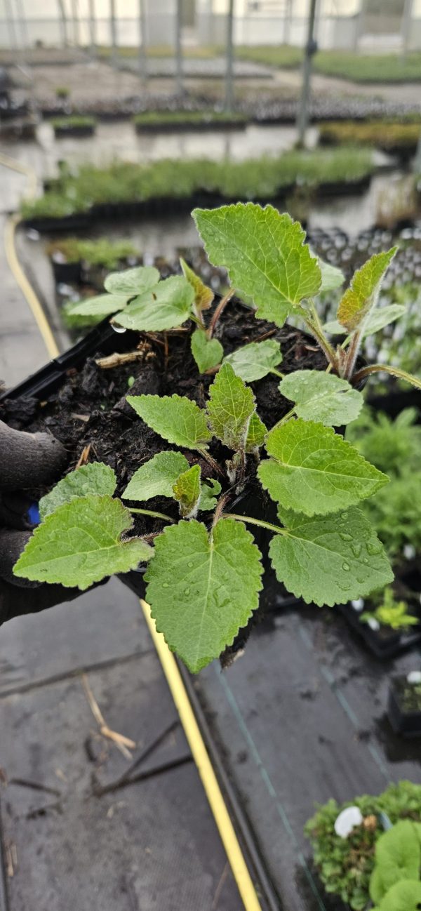 Campanula 'Sarastro'