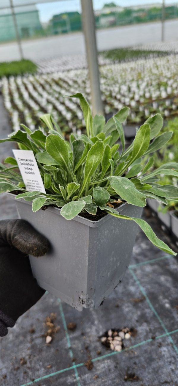 Campanula bellidifolia subsp. aucheri Campanula bellidifolia subsp. aucheri